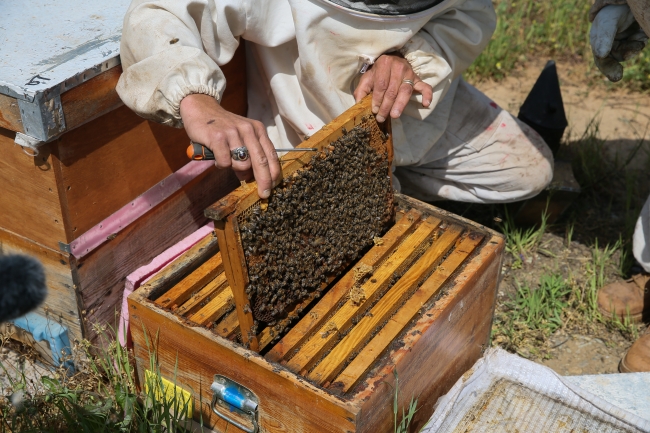 Arıcı çift, devlet desteğiyle kazancını artırdı